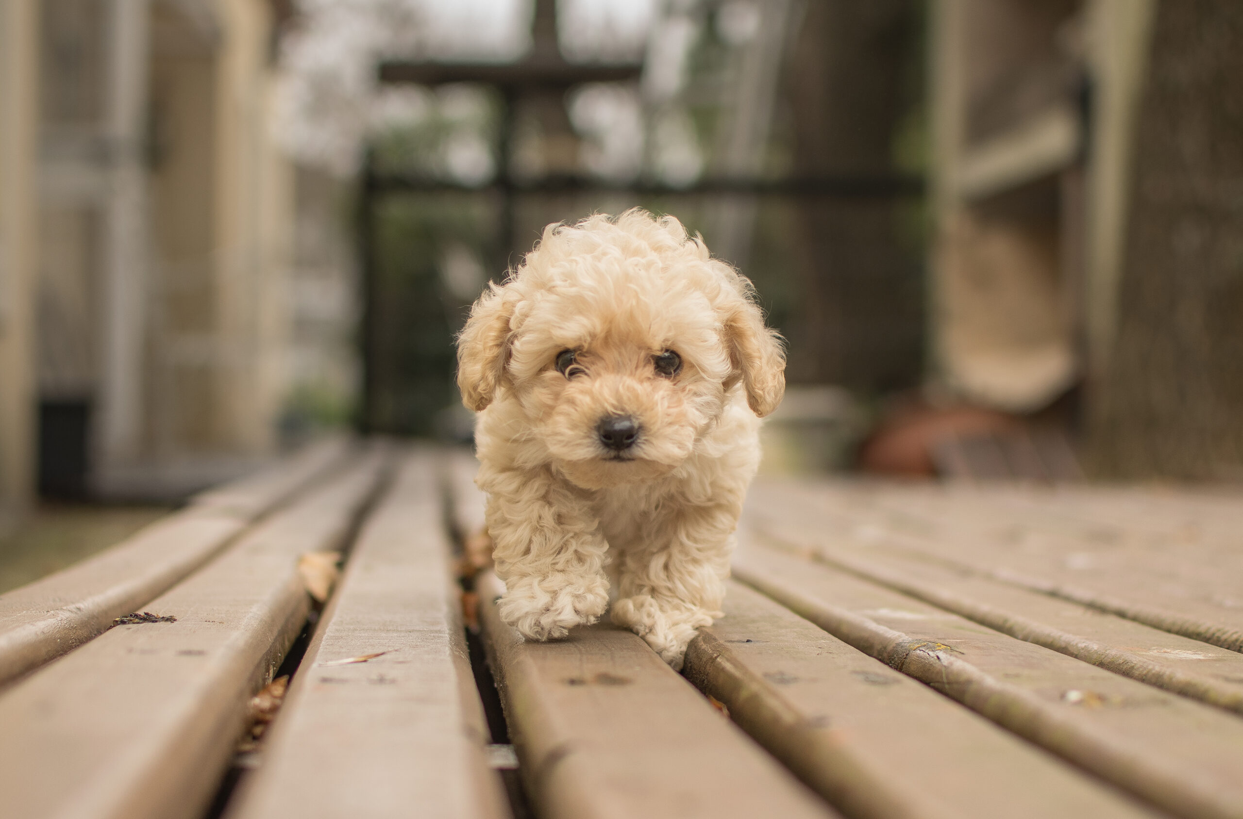cute beige shih poo maltipoo dog walking wooden deck scaled 3