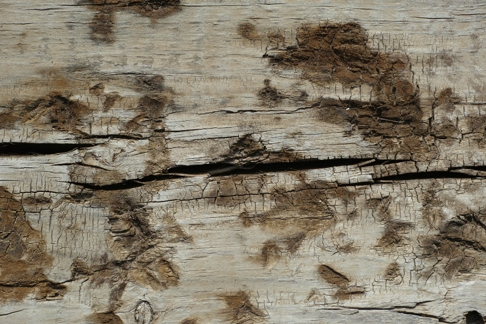 wood with mold stains 2