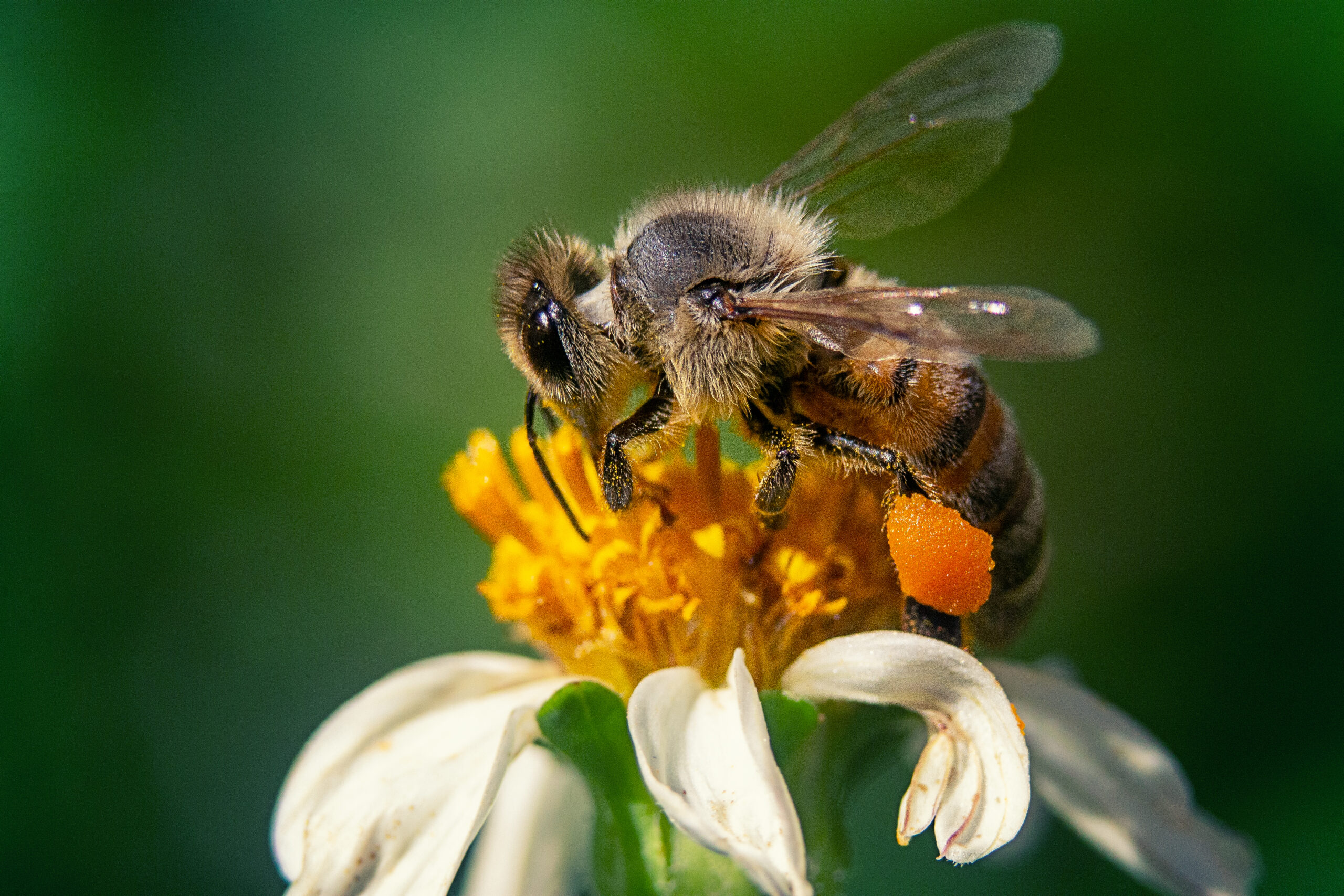 closeup shot bee chamomile flower scaled 3