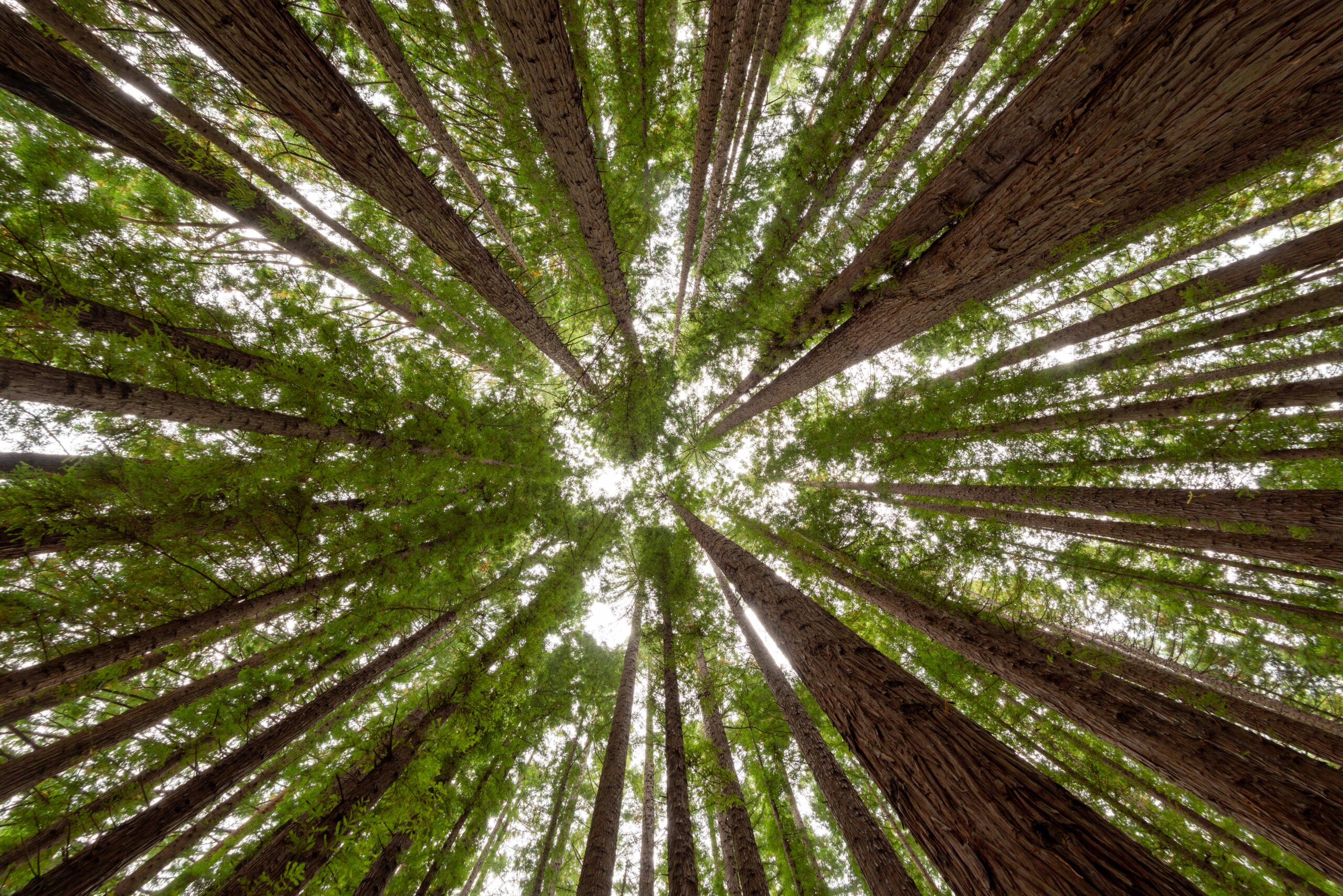 low angle shot trees redwood forest scaled 3